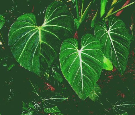philodendron.gif
